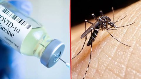Covid y Dengue: lo que tenés que saber