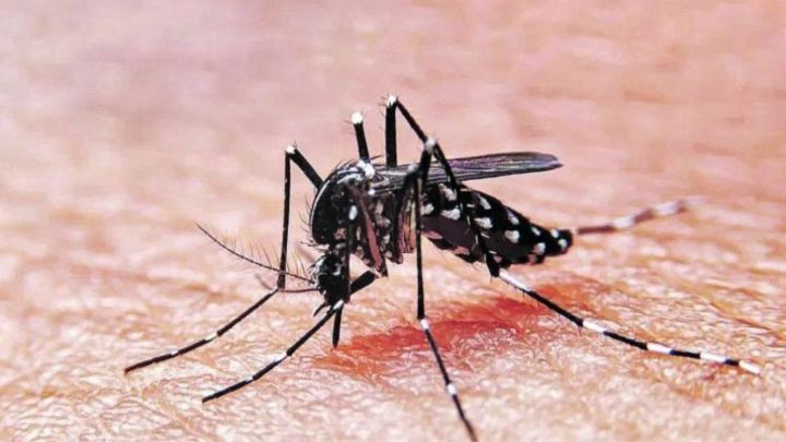 Alerta Dengue: lo que tenés que saber para prevenir
