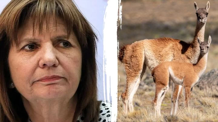 “Los guanacos están muy lejos de ser una plaga, han disminuido de manera catastrófica”