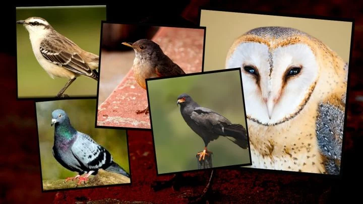 El mejor imitador de aves del mundo